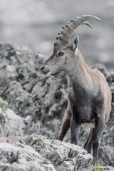 Fine art portrait of Alpine ibex male among the rocks (Capra ibex)