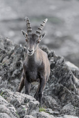Beautiful Ibex male in summer season (Capra ibex)