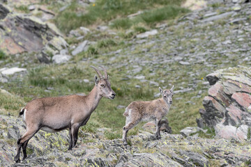 Naklejka na ściany i meble A mountain family, Ibex female with cub in summer season (Capra ibex)