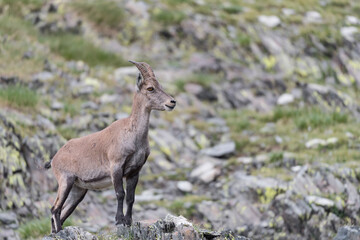 Naklejka na ściany i meble Portrait of Alpine ibex female in summer season (Capra ibex)
