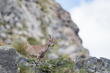Ibex female in the wild Alps (Capra ibex)
