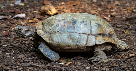 Forsten's Tortoise walking in leaf litter at a zoo in Tennessee.