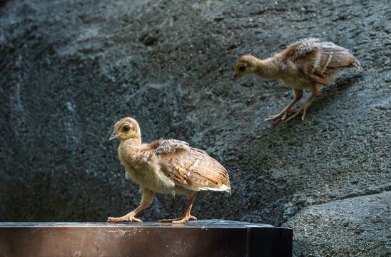 Peachicks or baby peacocks foraging in the rocks at a zoo in Chattanooga Tennessee.