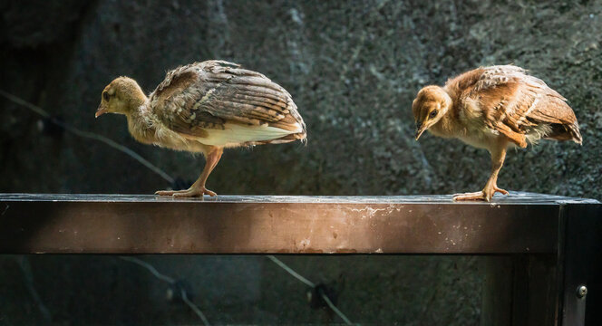 Peachicks or baby peacocks foraging in the rocks at a zoo in Chattanooga Tennessee.