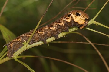larva of a elephant hawk moth