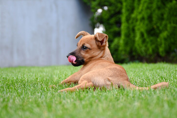 pies oblizujący się językiem, leży na trawie