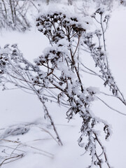 Snow covered plants and tree branches. Winter rural  natural landscape.