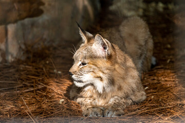 Bobcat taking a nap in the pine straw at the zoo located in Tennessee.
