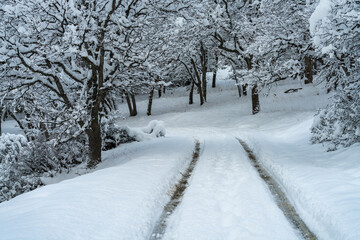 Fototapeta premium Snow Covered Road