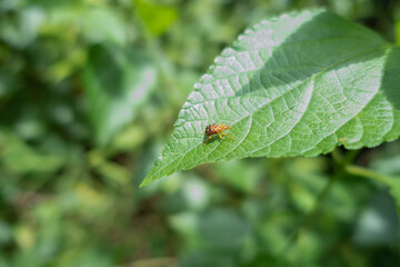 bug on leaf