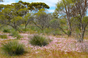 Spring in the eucalypt woodland with  carpets of  daisy flowers (Merredin, Western Australia) - 479039740