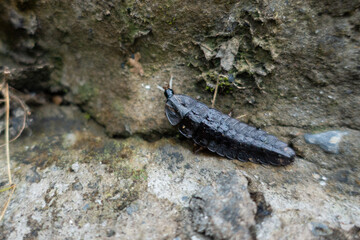 black bug
