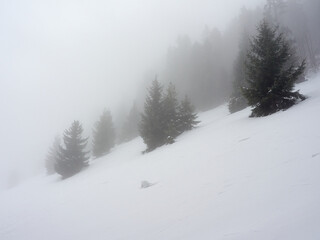 Hazy mountain slope with snow covered. A steep slope in the Pieniny Mountains with growing pines.