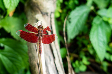 broken dragonfly