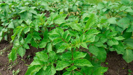 Green potatoes growing in the field. Potato bush in the garden, close-up. 