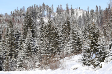 Winter beautiful landscape. Spruce trees in a snowy forest on a sunny winter day