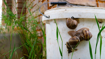  Burgundy snails on plastic bucket in the yard.