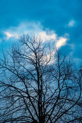 Fototapeta na wymiar Bare tree with blue sky in winter