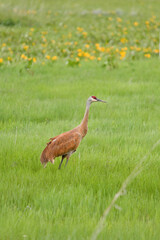 large sandhill crane bird walking in green field with wildflowers
