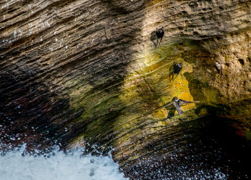 Swifts ( Apodidae ) , Perched On A Rock.