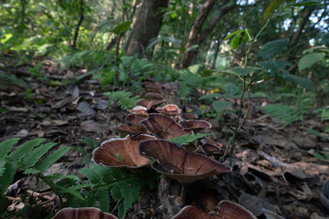 jungle mushroom