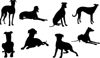 Greyhound Dog Silhouette Bundle SVG