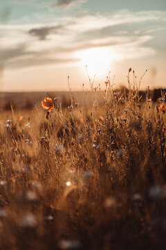 Beautiful nature background with blue flower poppy in the sunset in the field.