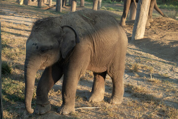 asian baby elephant
