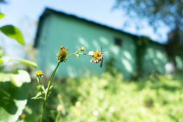 Wasp on flower