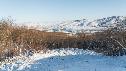 Bare trees in a mountain forest in winter season