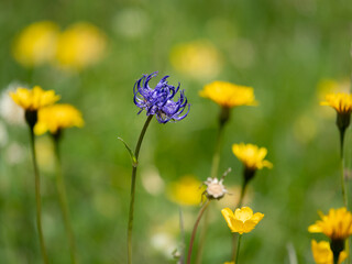A flowering Phyteuma hemisphaericum in a meadow