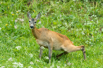 A female roe dear in a green meadow