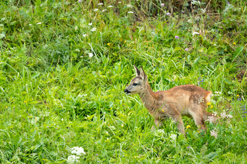 A young roe dear in a green meadow