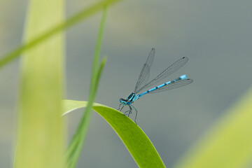 An azure damselfly resting on a green leaf