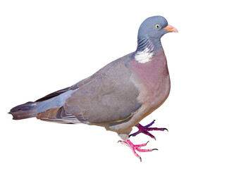 portrait of a beautiful pigeon