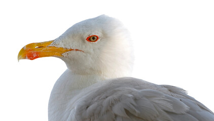 portrait of sea gull