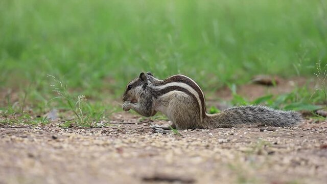 Close up shot of Indian squirrel eating man-made chocolate.