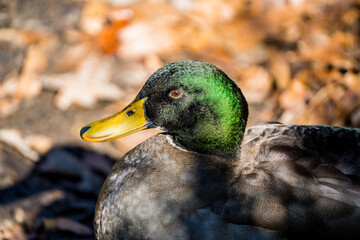 Duck
