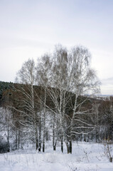 Fototapeta na wymiar Birches in the snow