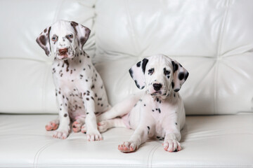 Dalmatian puppies on a white background