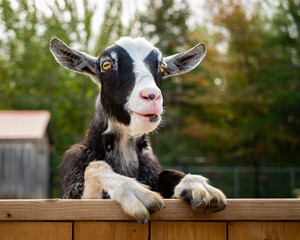 Goat at the petting zoo