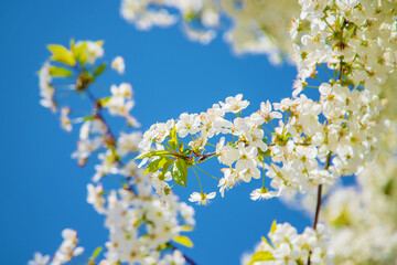 Blooming trees against the blue sky. Selective focus.