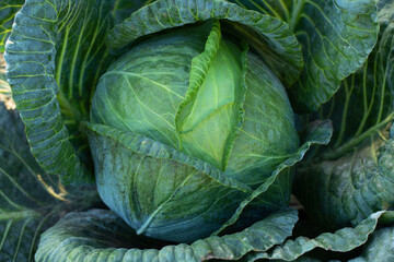 Fresh green juicy cabbage in the garden.