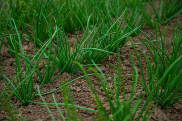 Green onions grow in the garden. Selective focus.