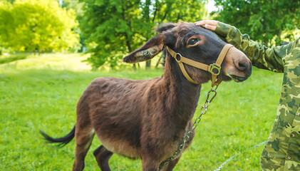 A child stroking a donkey on a farm. Selective focus.