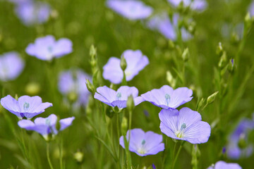 flowers in the garden