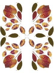 compositiona of various colorful autumnal leaves as pattern