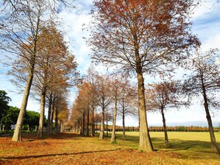 The pine trunks with forest on a background