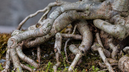 Gnarled and Twisted Roots of a Mature Bonsai Tree