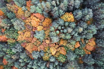 Swampy autumn forest aerial view. Natural background.